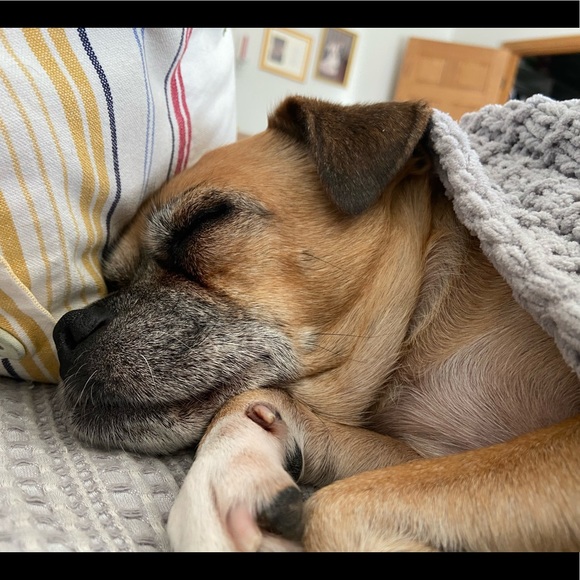 My four-legged children! 😉 - Picture 4 of 10